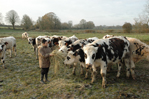 Elevage de vaches Normandes en Sud-Loire